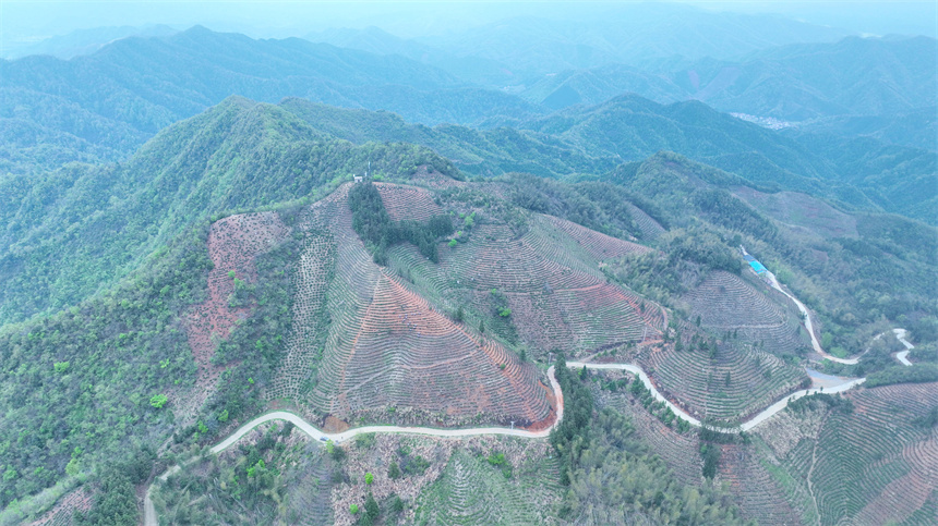 航拍彭澤縣雷峰尖茶園。彭琴攝