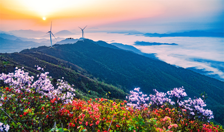 漫山杜鵑花綻放，與云海交相輝映。黃嫘禹攝