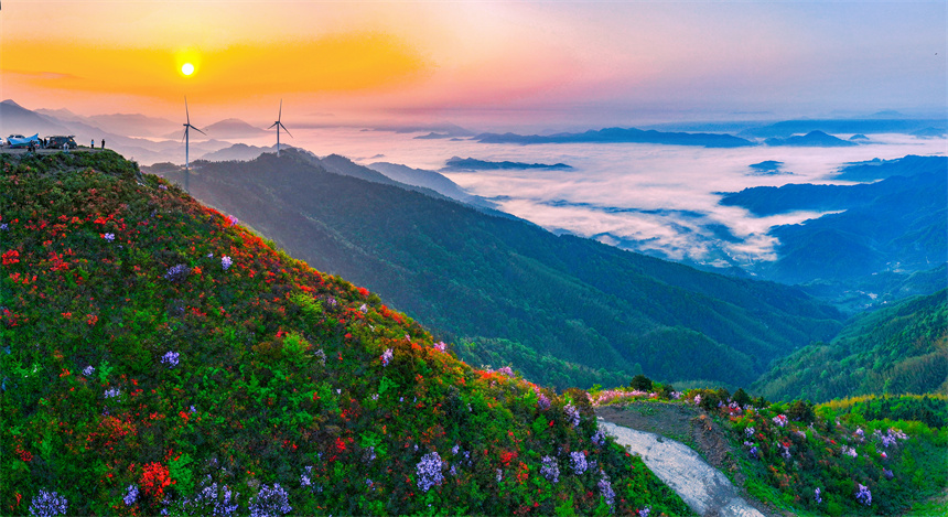 漫山杜鵑花綻放，與云海交相輝映。黃嫘禹攝