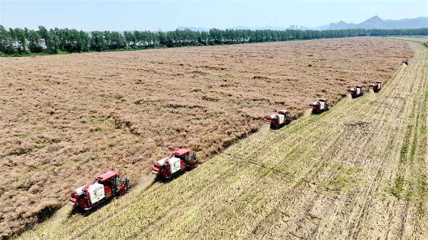 在彭澤縣萬畝油菜基地，農(nóng)機(jī)手駕駛收割機(jī)收割油菜籽。彭琴攝