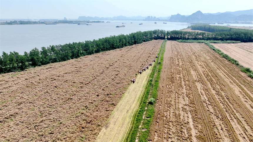 在彭澤縣萬畝油菜基地，農(nóng)機(jī)手駕駛收割機(jī)收割油菜籽。彭琴攝