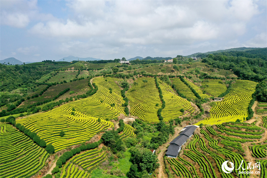 靖安縣仁首鎮(zhèn)生態(tài)白茶園如指紋般鑲嵌在大地上。人民網(wǎng)記者 時雨攝