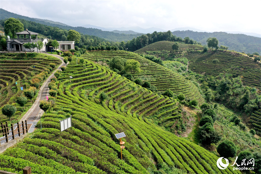 靖安縣仁首鎮(zhèn)生態(tài)白茶園的茶山高低起伏、郁郁蔥蔥。人民網(wǎng)記者 時雨攝