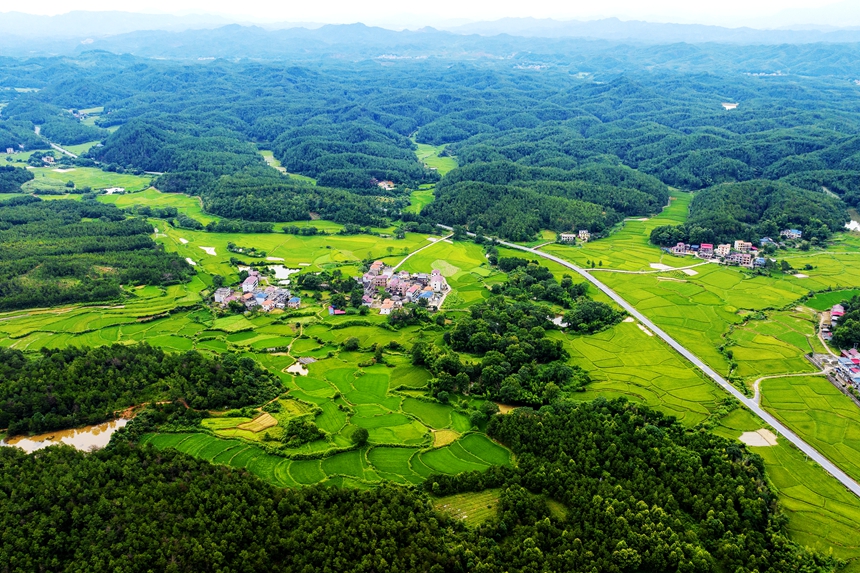 航拍河口村美景，處處綠意盎然。廖敏攝