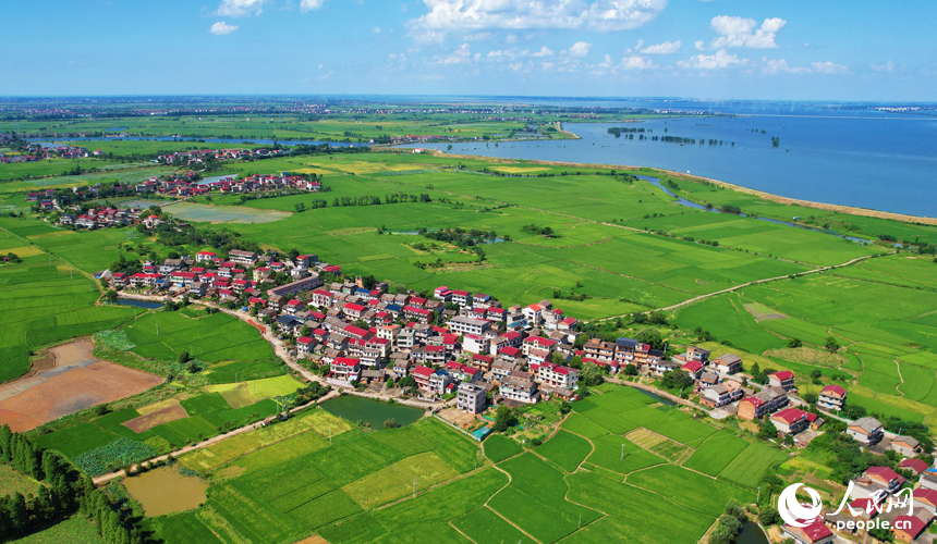 南昌縣幽蘭鎮(zhèn)少城村早稻逐漸轉(zhuǎn)黃，與河流、道路及村居構(gòu)成一幅美麗的田園畫卷。人民網(wǎng)記者 毛思遠(yuǎn)攝