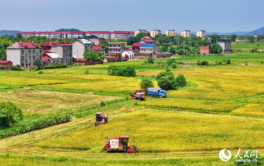 撫州市東鄉(xiāng)區(qū)珀玕鄉(xiāng)蓮塘村，大型收割機(jī)在田間來(lái)回收割作業(yè)，將成熟的早稻歸倉(cāng)入庫(kù)。人民網(wǎng) 朱海鵬攝