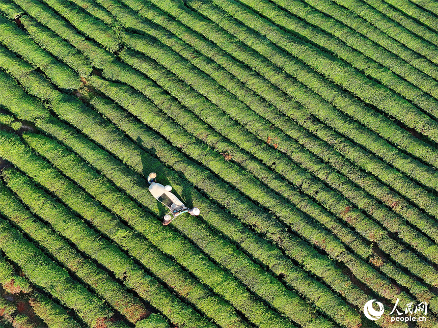 撫州市金溪縣華僑管理區(qū)，茶農(nóng)在鄧家瑤茶場(chǎng)采茶。人民網(wǎng) 朱海鵬攝