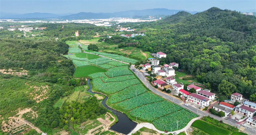 航拍鏡頭下的共青城市甘露鎮(zhèn)前山村80余畝荷田。潘成攝