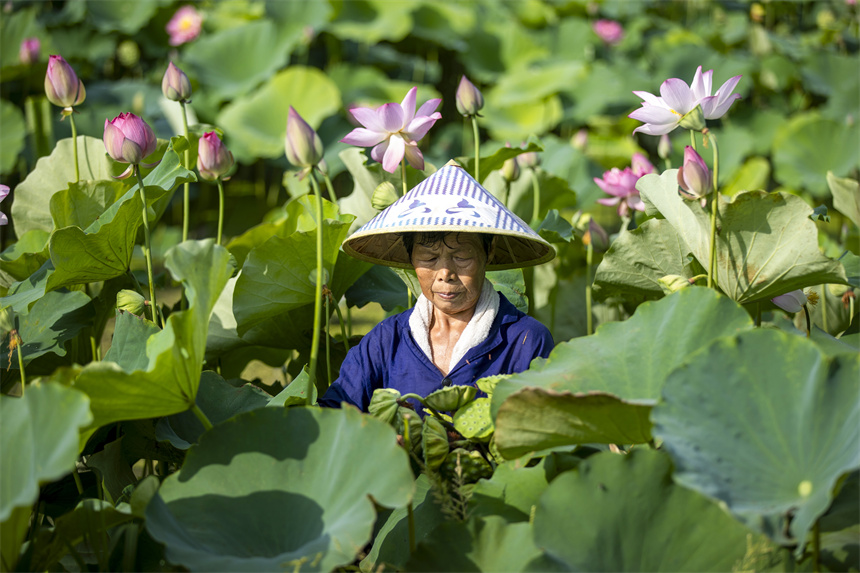 農(nóng)戶正在采摘蓮蓬。潘成攝