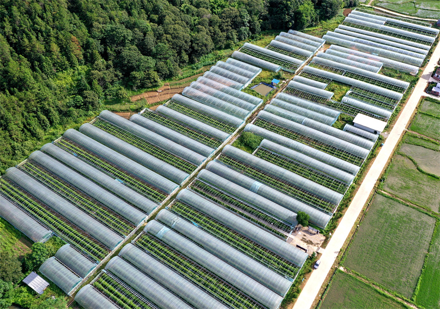 航拍下的江西省贛州市全南縣金龍鎮(zhèn)木金村百香果種植基地。尹其奇攝