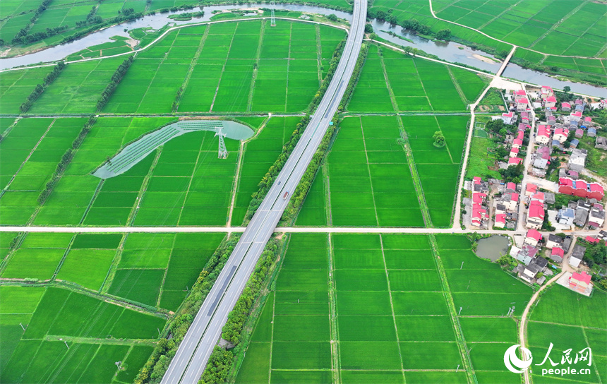 宜春市上高縣泗溪鎮(zhèn)藕塘村，高標準農(nóng)田栽植的水稻長勢良好，陸續(xù)開始吐穗。人民網(wǎng) 朱海鵬攝