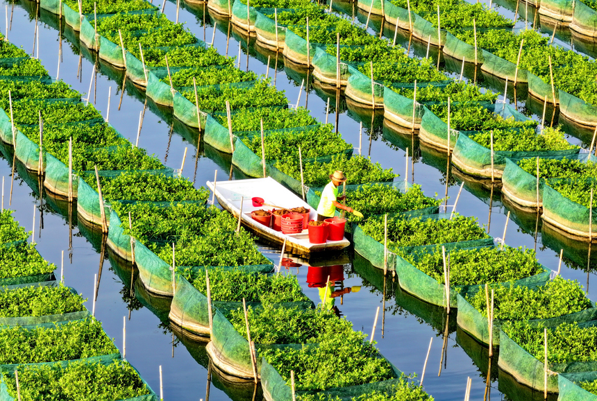 南昌縣涇口鄉(xiāng)東方村鱔魚(yú)生態(tài)養(yǎng)殖基地，養(yǎng)殖戶劃著小船穿梭其中投喂餌料并查看鱔魚(yú)生長(zhǎng)情況。人民網(wǎng) 朱海鵬攝