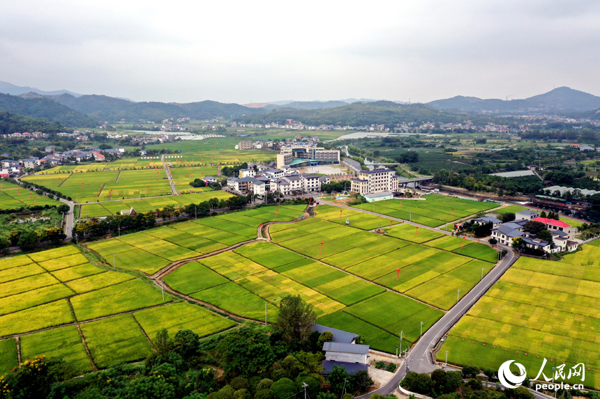 水稻制種基地內(nèi)溝渠縱橫，千余畝稻田里眾多雜交制種水稻品種進(jìn)入成熟期。人民網(wǎng)記者 時(shí)雨攝