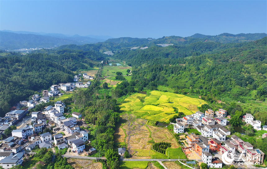 贛州市安遠(yuǎn)縣三百山鎮(zhèn)咀下村，金色稻田與民居相互映襯，一幅和美鄉(xiāng)村的豐收畫卷徐徐展開。人民網(wǎng) 朱海鵬攝