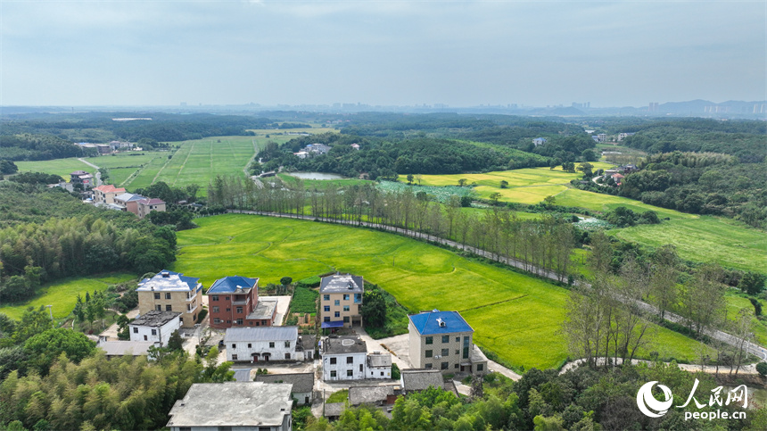 從空中俯瞰江西省共青城市澤泉鄉(xiāng)花園村一派鄉(xiāng)村秋色田園畫卷。潘成攝