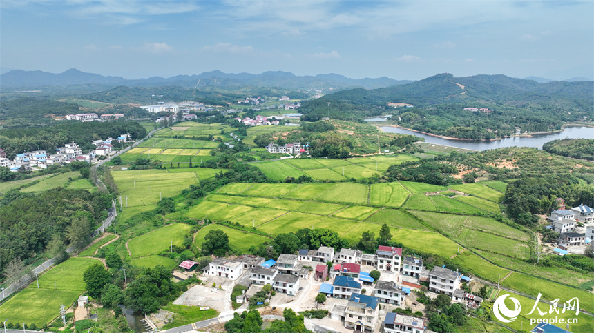 從空中俯瞰江西省共青城市澤泉鄉(xiāng)花園村一派鄉(xiāng)村秋色田園畫卷。潘成攝