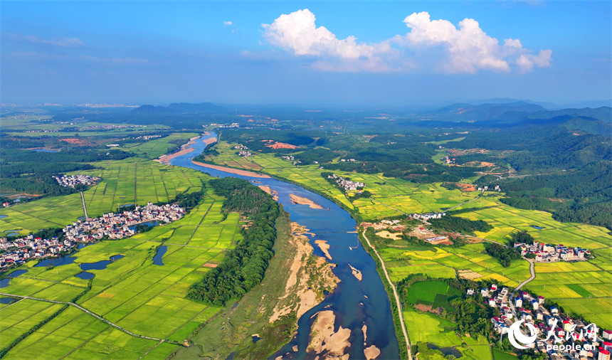 吉安市吉水縣丁江鎮(zhèn)丁江村，連片金黃的稻田與河流、村落、山巒相映成景。人民網(wǎng) 朱海鵬攝