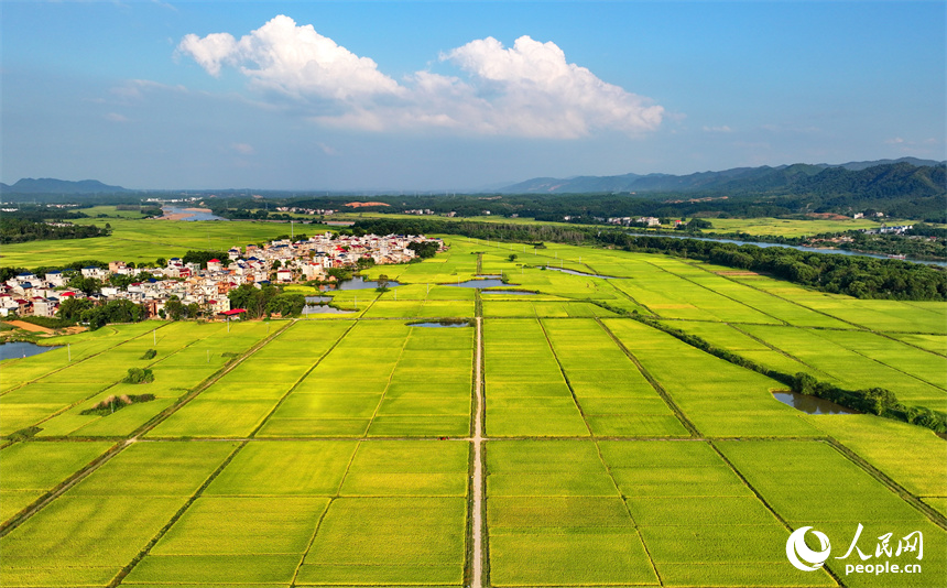 吉安市吉水縣丁江鎮(zhèn)丁江村，連片金黃的稻田與河流、村落、山巒相映成景。人民網(wǎng) 朱海鵬攝