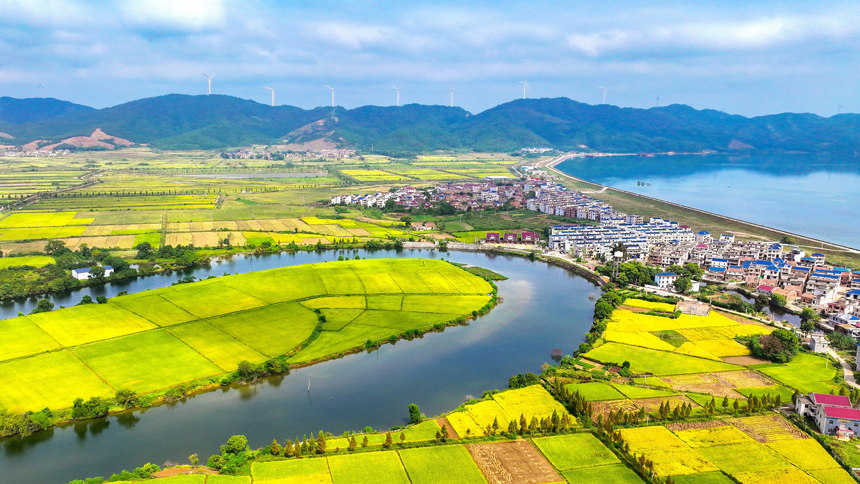 吉安市吉水縣盤谷鎮(zhèn)菜園村，金黃稻田和秀美村莊交相輝映，景美如畫。廖敏攝