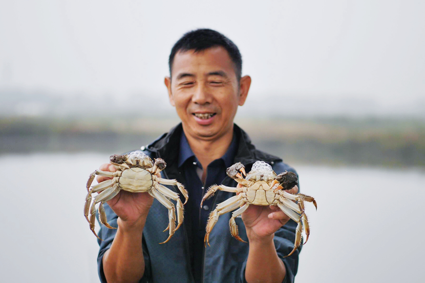 在共青城市江益鎮(zhèn)南湖村螃蟹養(yǎng)殖基地，農戶正在開捕收網取蟹。潘成攝