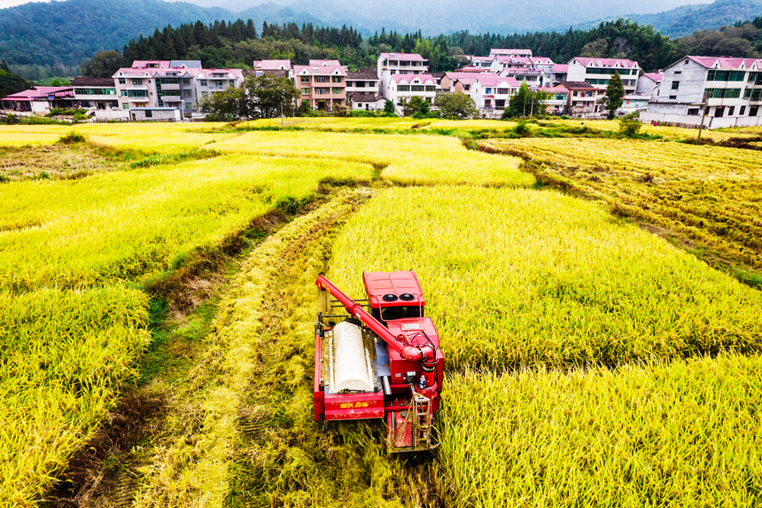 收割機(jī)在田間來回穿梭忙碌作業(yè)。吳志貴攝