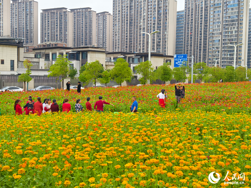 初冬時(shí)節(jié)，南昌馬蘭圩濕地公園菊花盛開(kāi)，游客們?cè)诠珗@內(nèi)賞花游玩。人民網(wǎng)記者 時(shí)雨攝