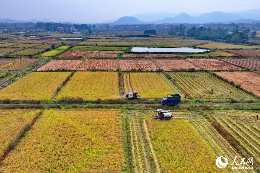 宜春市上高縣翰堂鎮(zhèn)磻村村，收割機(jī)在高標(biāo)準(zhǔn)農(nóng)田里來回作業(yè)，晚稻收獲有序推進(jìn)。人民網(wǎng) 朱海鵬攝