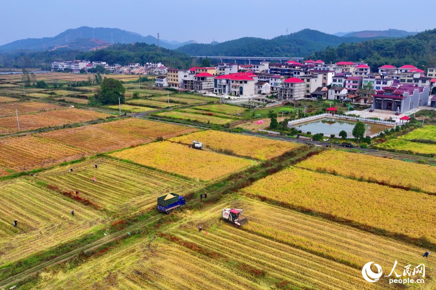 宜春市上高縣翰堂鎮(zhèn)磻村村，收割機在高標準農田里來回作業(yè)，晚稻收獲有序推進。人民網 朱海鵬攝