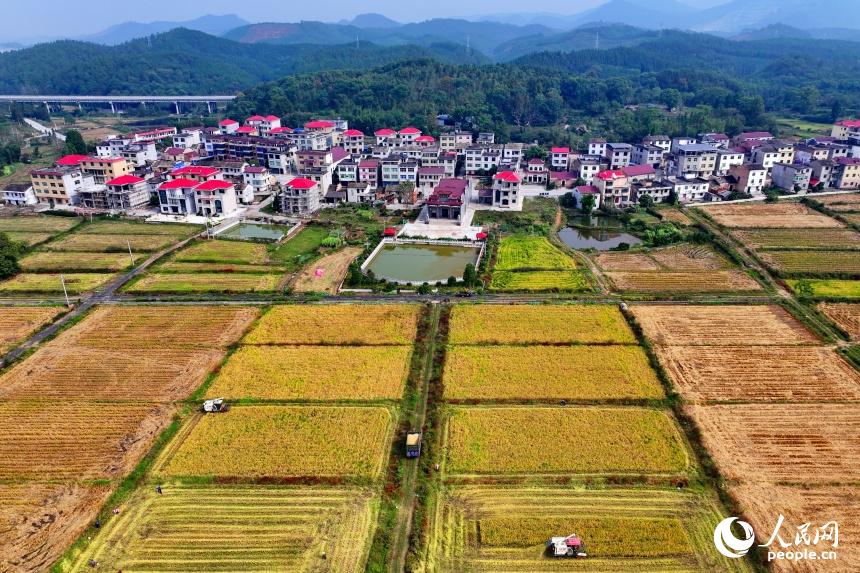 宜春市上高縣翰堂鎮(zhèn)磻村村，收割機在高標準農(nóng)田里來回作業(yè)，晚稻收獲有序推進。人民網(wǎng) 朱海鵬攝